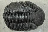 Bargain, Curled Pedinopariops Trilobite - Mrakib, Morocco #287710-3